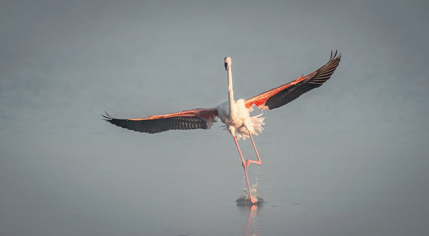納庫魯湖 · 火烈鳥天堂